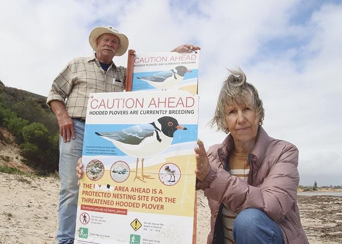 Port Hughes plovers destroyed in attack post image