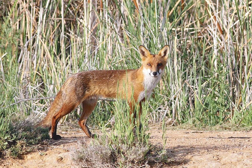 Help outfox predators post image