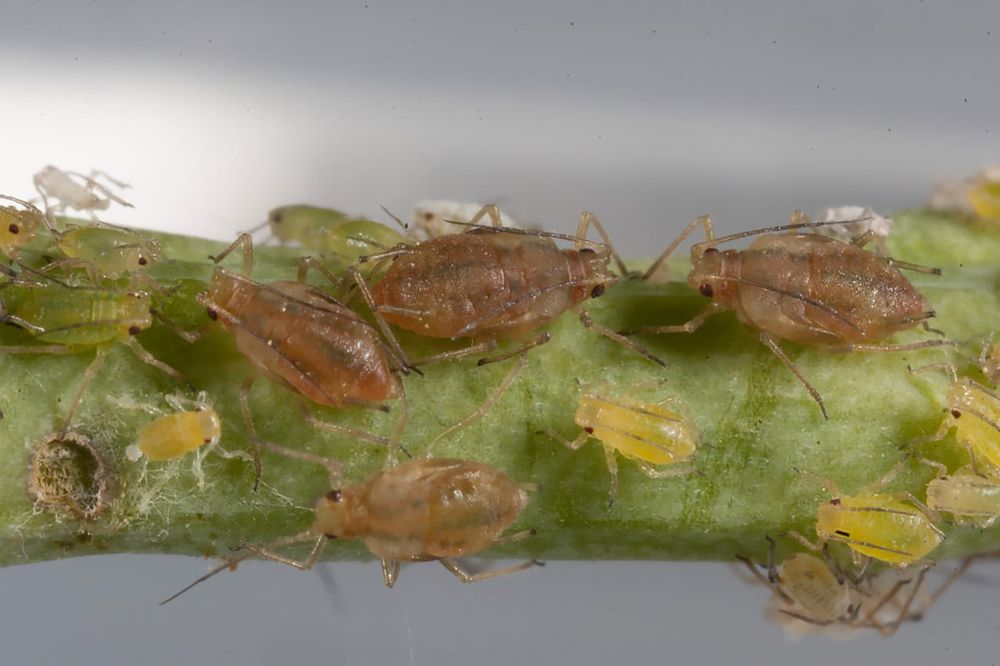 You don’t want aphids — but ag researchers do post image