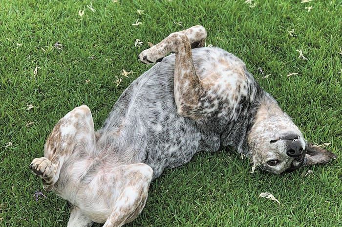 Winter worries — managing arthritis in pets post image