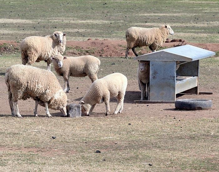 State government’s $1 million boost for drought support and technical advice post image