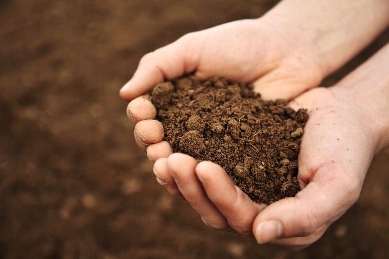 PIRSA project battles with local soil acidity post image