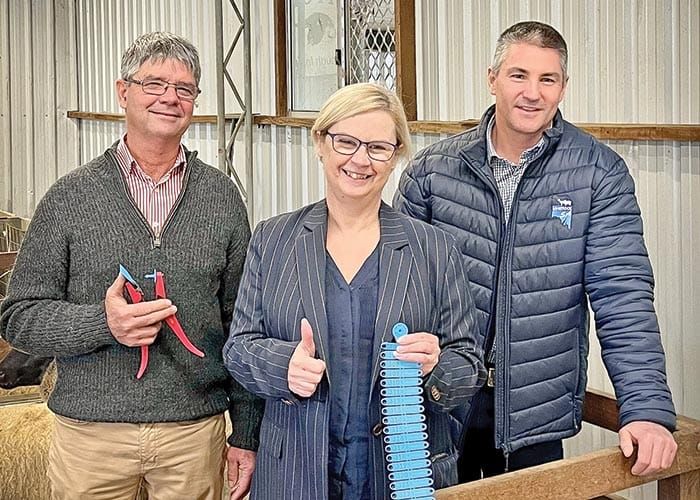 Farmed sheep and goats to receive electronic IDs post image