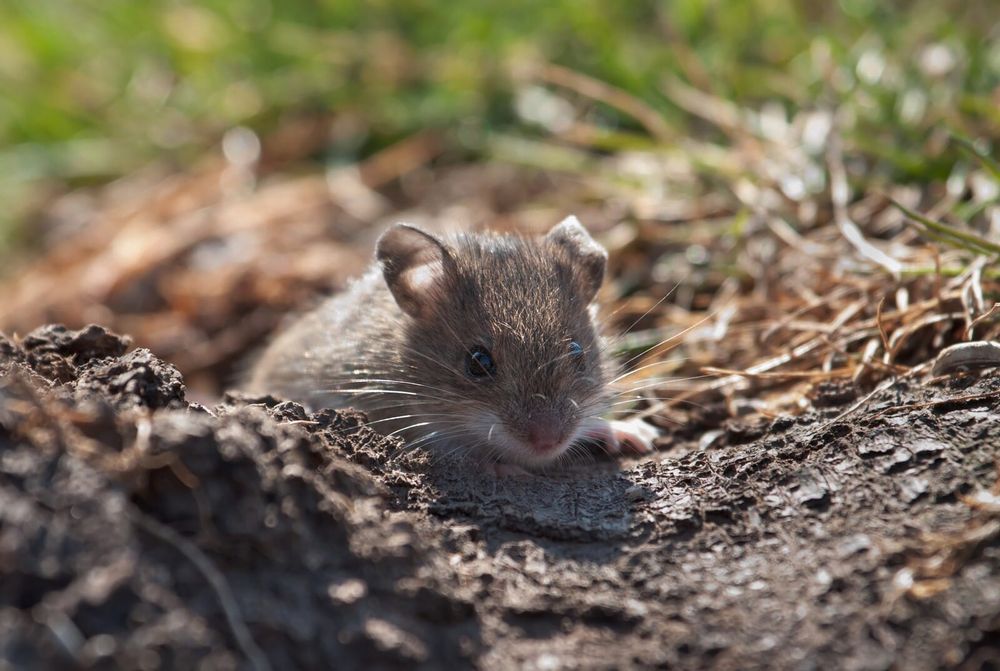 Maintain vigilance to prevent mouse damage post image