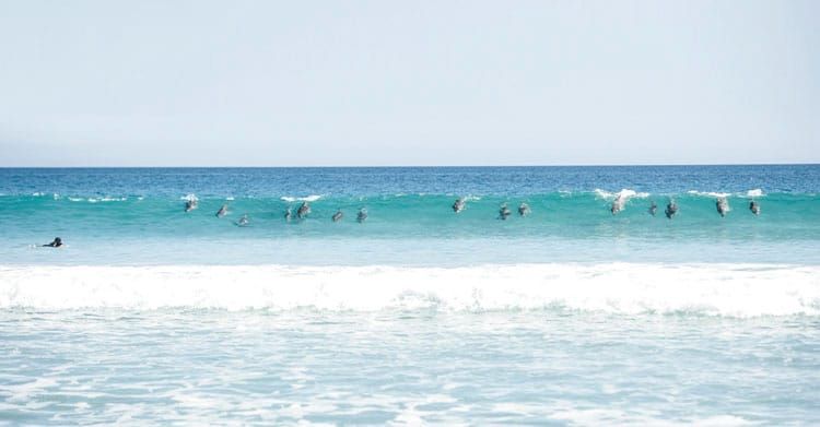 Surf’s up in Berry Bay post image