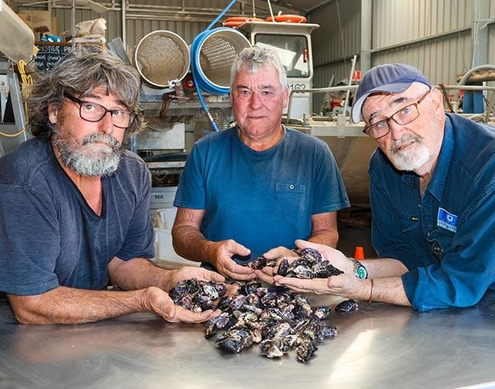 Algae concerns close oyster farms post image