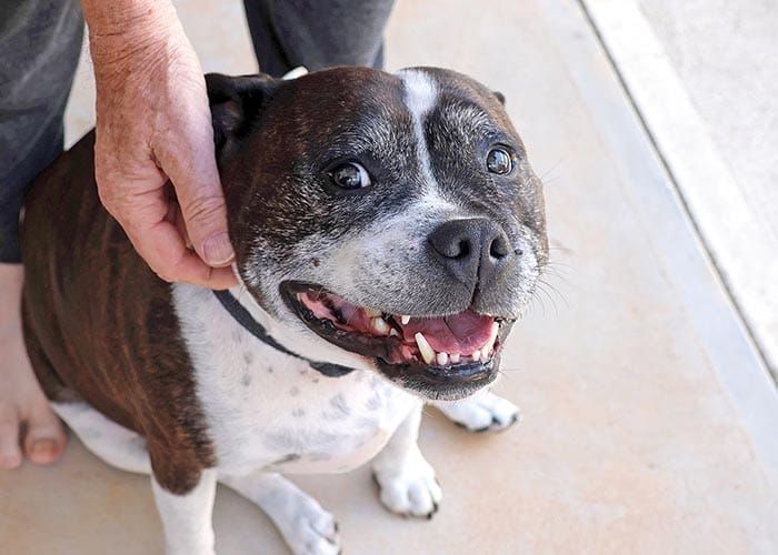 Fireworks terrifying pets post image