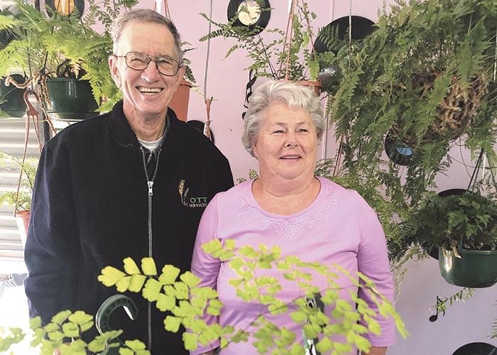 Spotlight on ferns and orchids post image