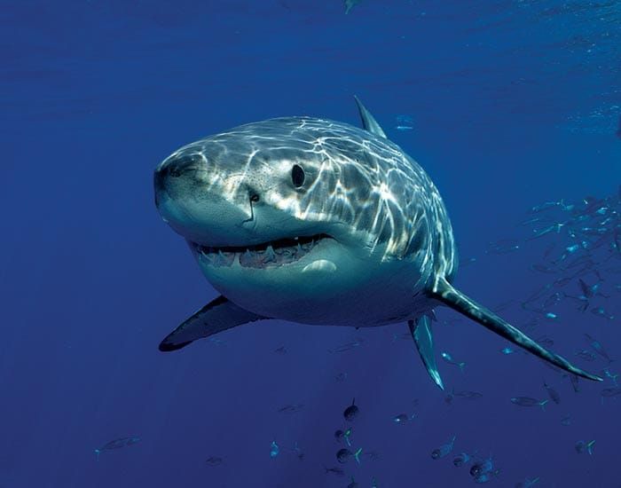 Regional shark mitigation project post image