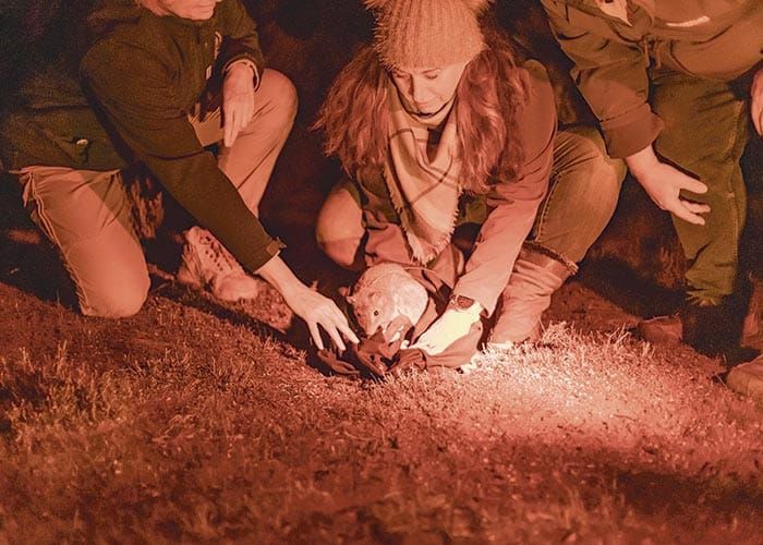 Jetsetter bettongs at home on peninsula post image