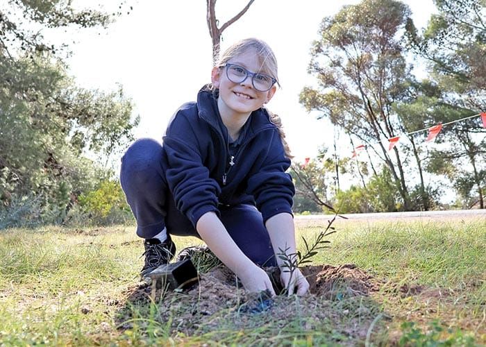 Tree-mendous effort post image