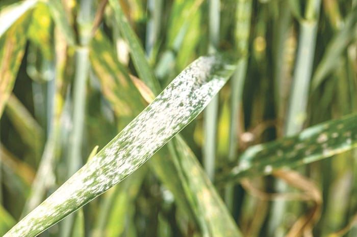 Mildew genes hold key to resistance post image