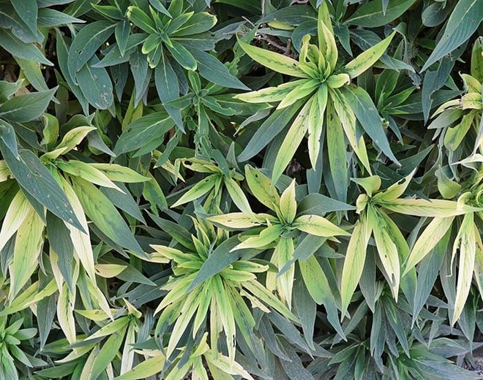 PIRSA investigating spray drift report post image