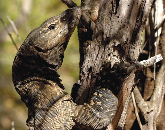 Lifeline for threatened animals post image