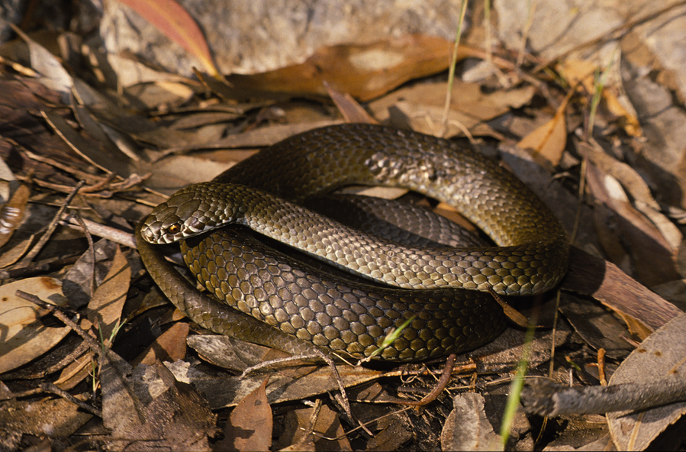 Snakey start to spring post image