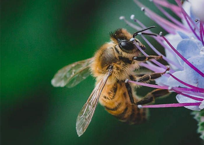 SA beekeepers prepare for Varroa mite post image