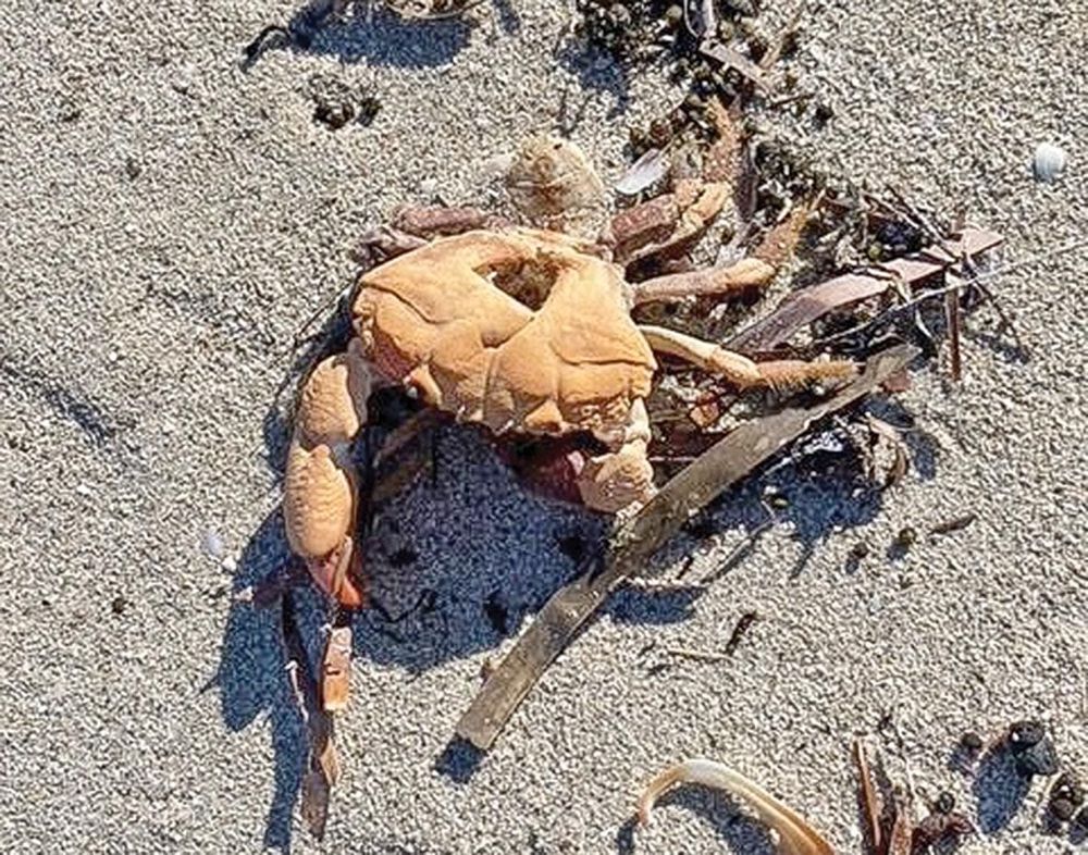 Danger and devastation in our waters post image