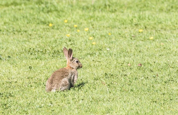 Rabbit workshops on Yorke Peninsula post image