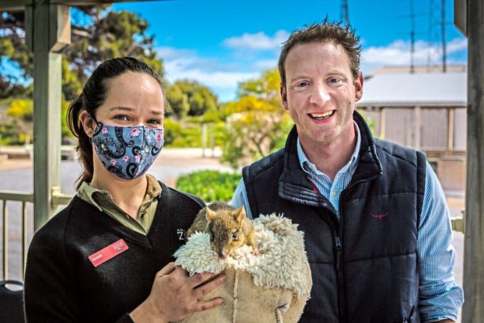 Bettong boom: Celebrating brush-tailed bettongs post image