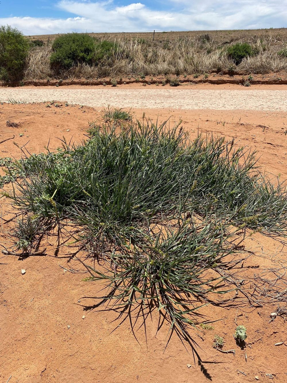 Optimal time to spray summer grasses post image