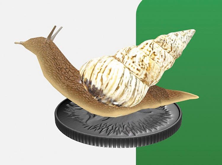 Invasive grain snails come to life in 3D post image