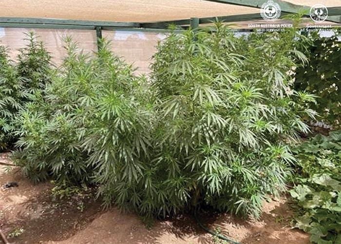 Police News... Drug crop copped on Copper Coast post image