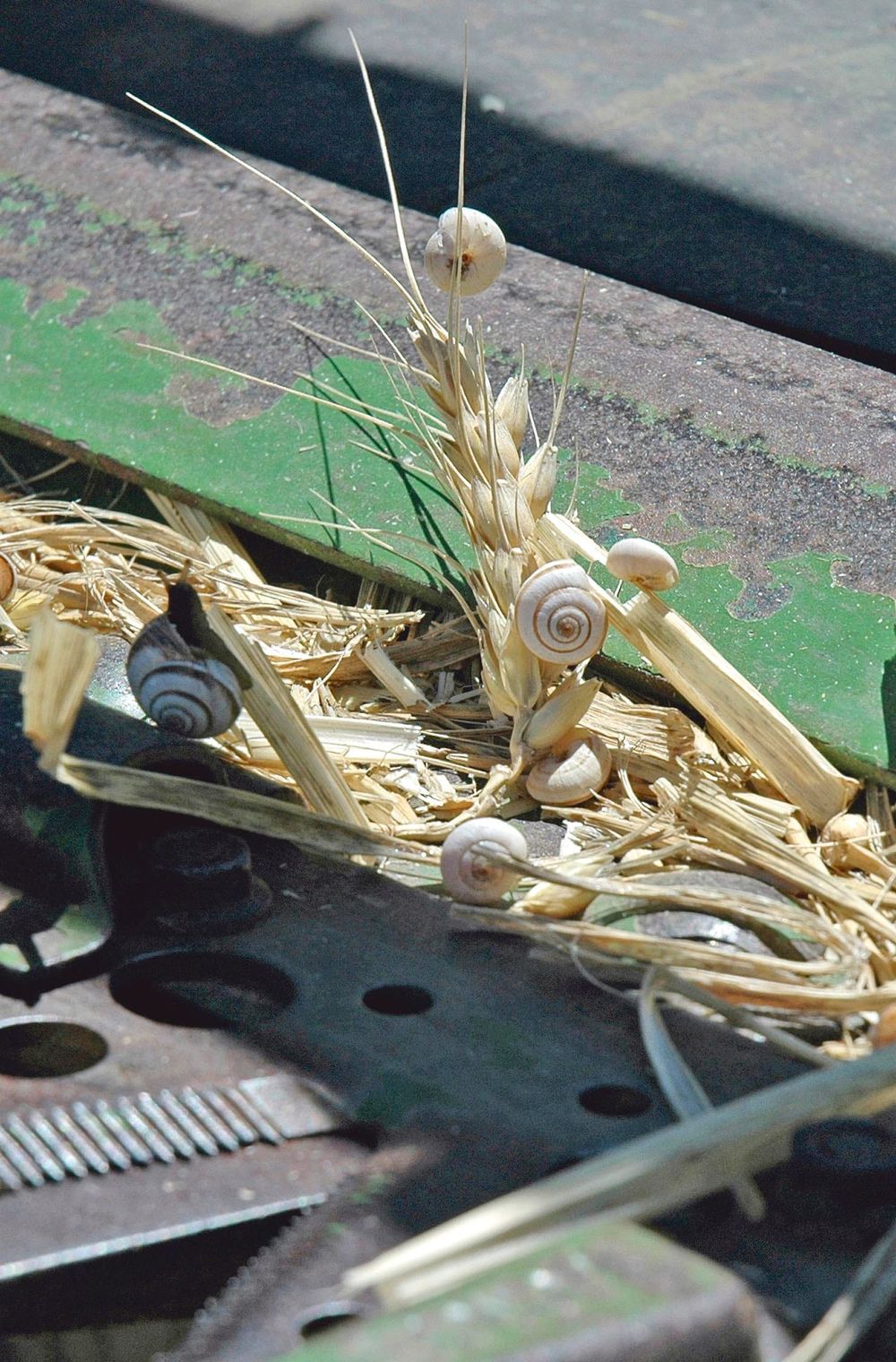 Farmers urged to look out for snails post image