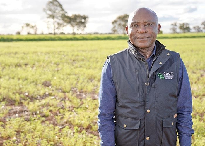 New research to deliver acid-tolerant chickpeas post image