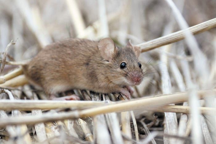 Join national campaign to monitor mice post image
