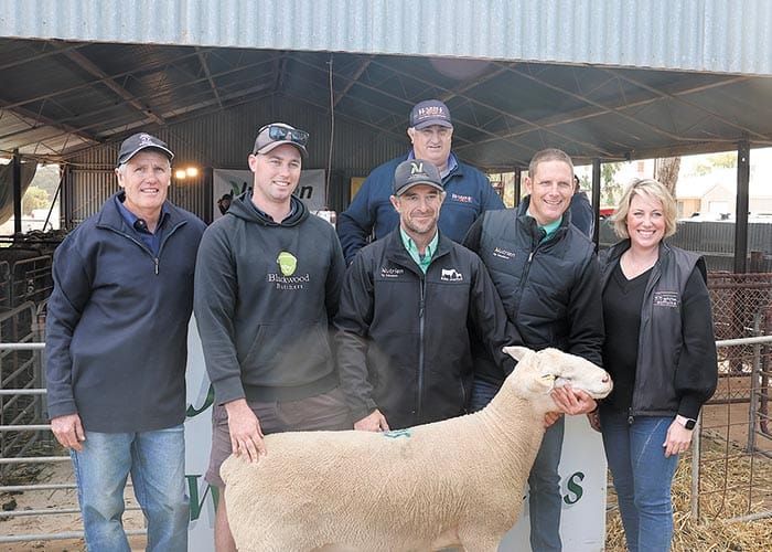 Jandebrey White Suffolk Stud, Sandilands post image