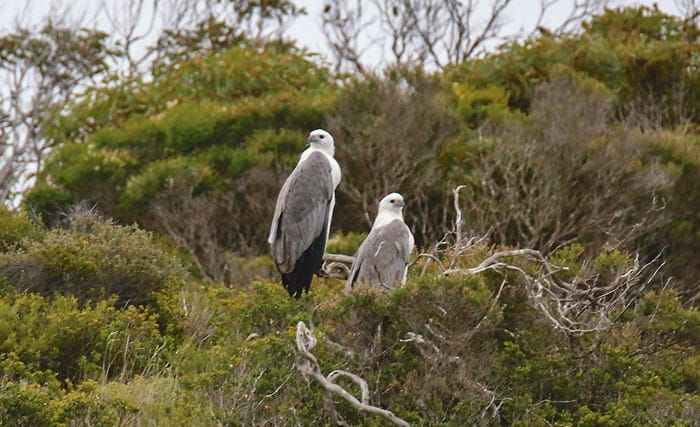 Counting SA’s birds of prey post image