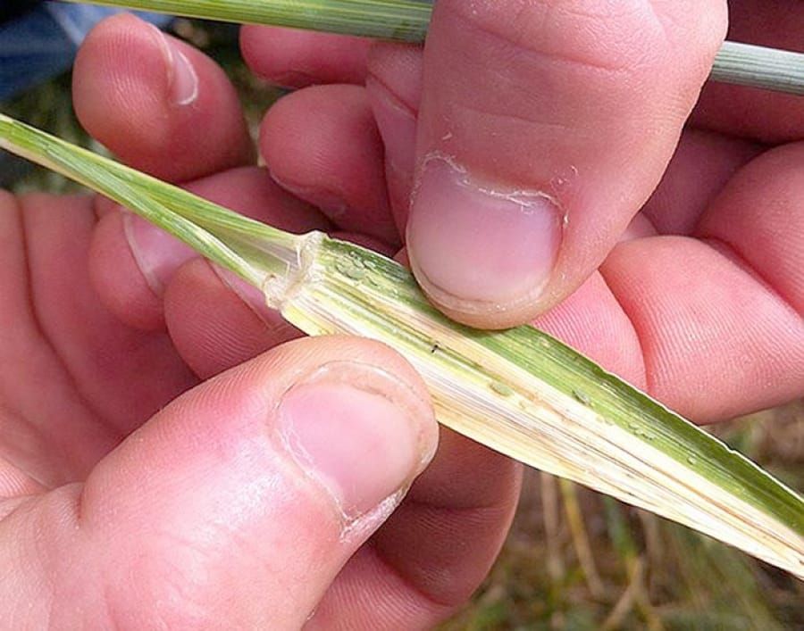 Russian wheat aphid reported at Kadina post image