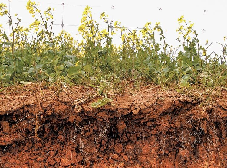 Quest for best crops in high strength soils post image