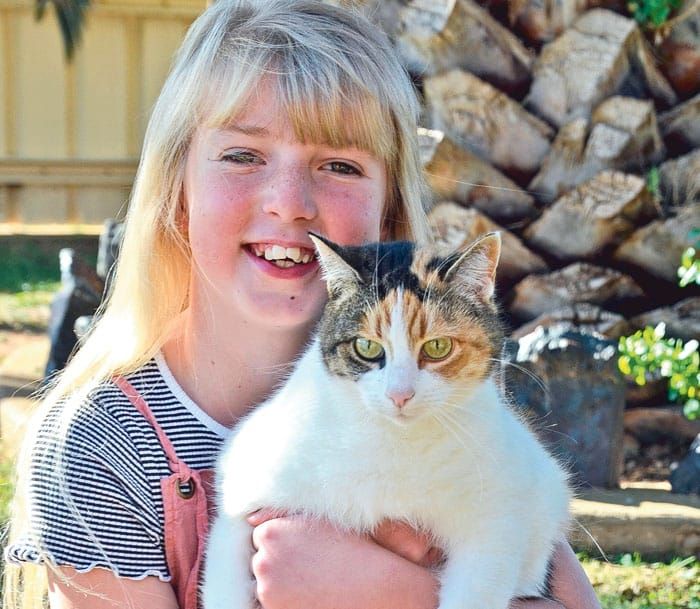 Time to register your cats and dogs post image