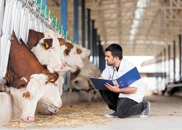 New diagnostic tool keeping cattle healthy post image