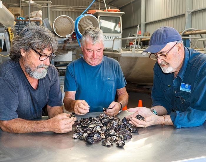 ‘Our worst fears’: oyster farms remain closed post image