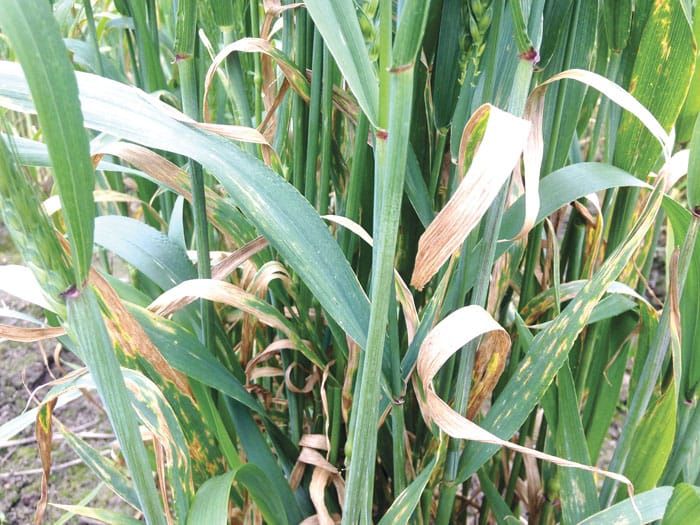 New research to focus on wheat disease post image