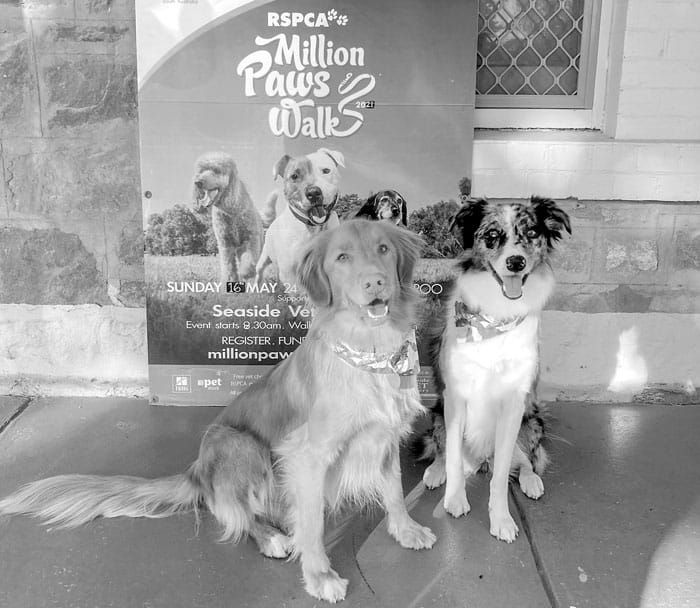 Million Paws Walk headed for Wallaroo post image