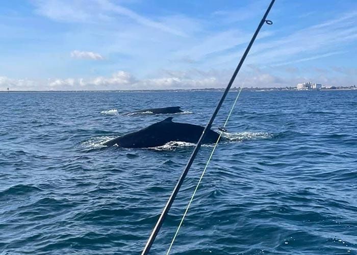 Whale of a time near Wallaroo post image
