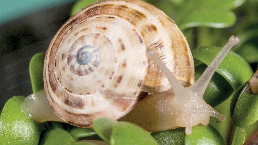 Be ready to bait for snails post image