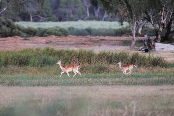 Feral deer and goat management funded post image