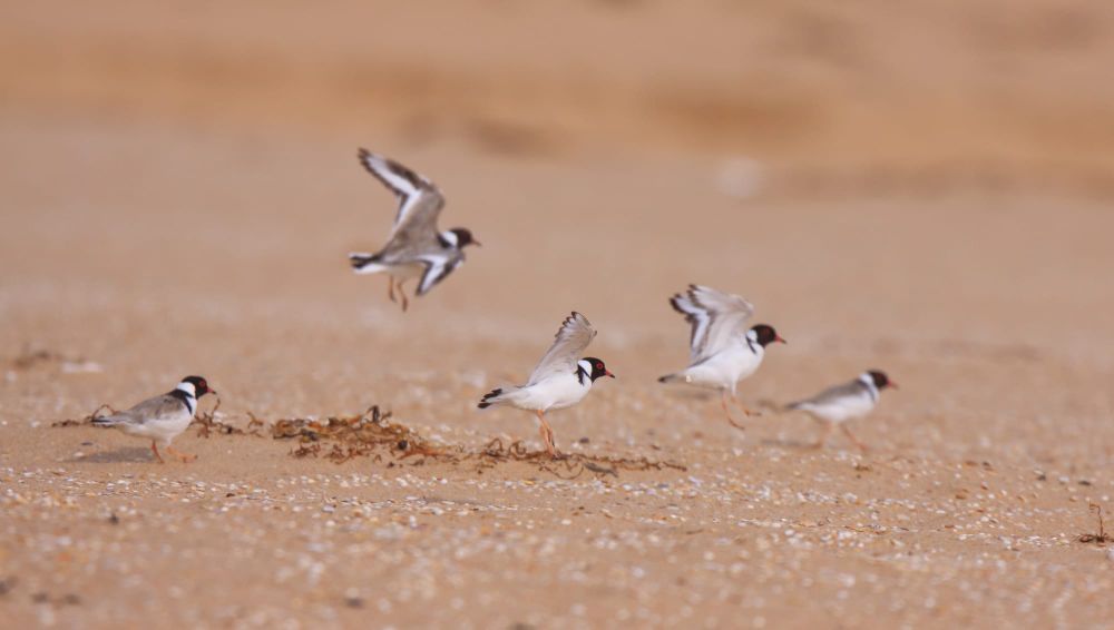 Increase in hooded plovers post image