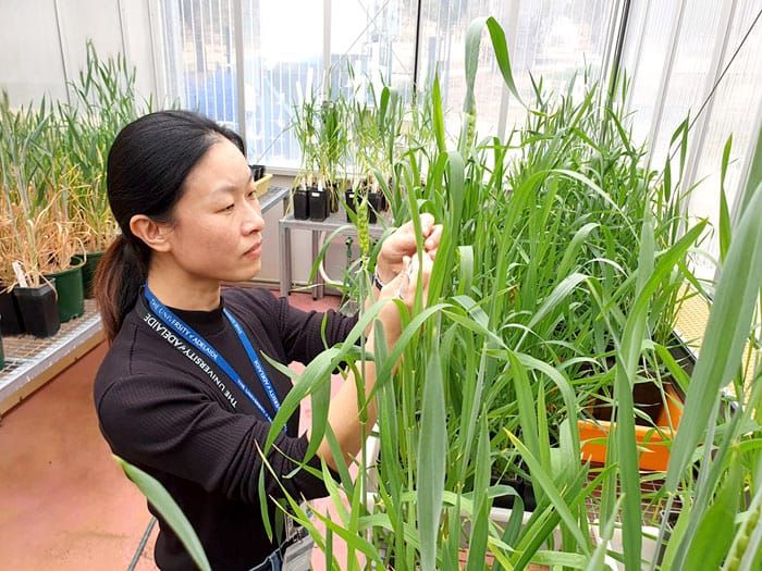 Genetic hope in fight against wheat blight post image