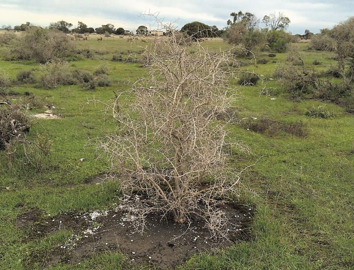 The answer to a thorny problem: boxthorns reduced to skeletons post image