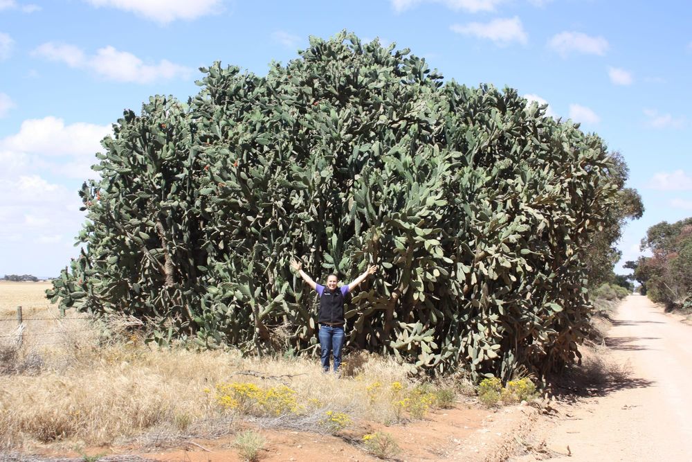 Help needed for cacti control post image