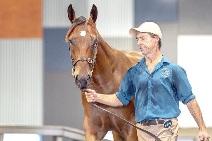 Kadina colt third in Magic Millions race post image