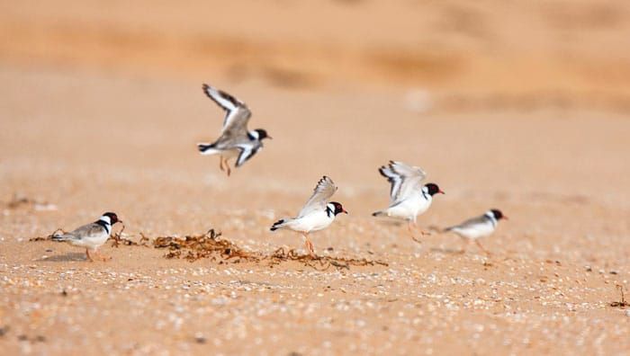 Increase in hooded plovers post image