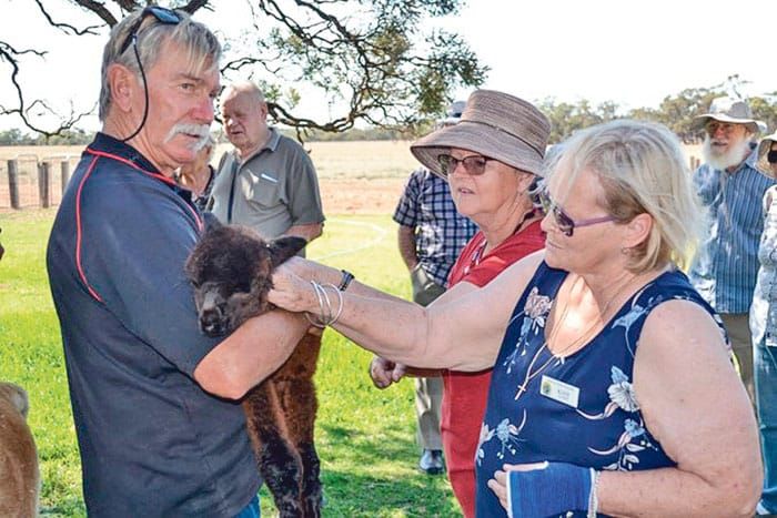 Minlaton Probus members enjoy an alpaca adventure post image