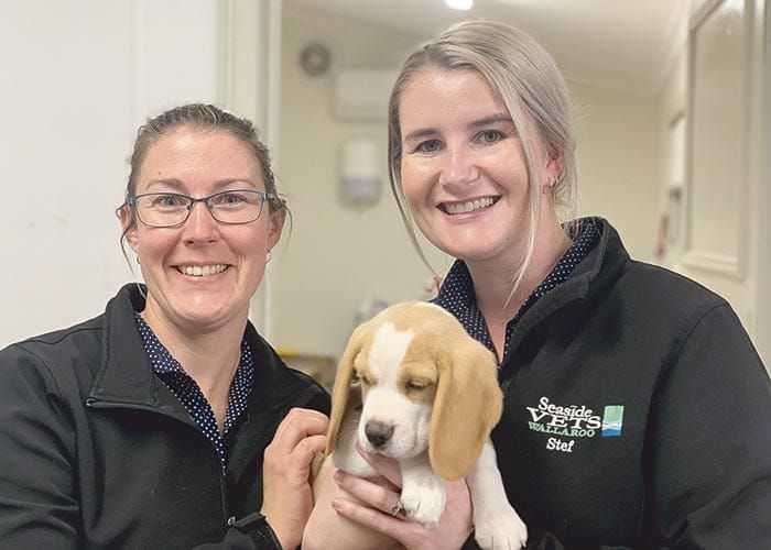 PET PROBLEMS post image