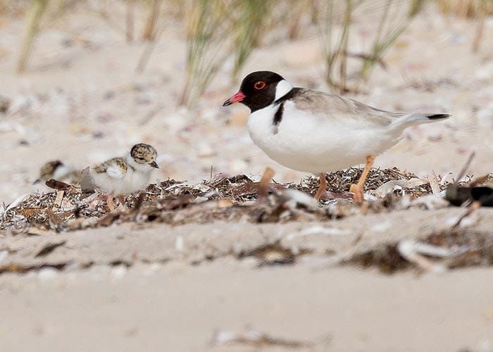 Plover chicks struggling post image